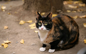 Animals, Autumn, Leaves, Cat, Spotty, Spotted HD wallpaper