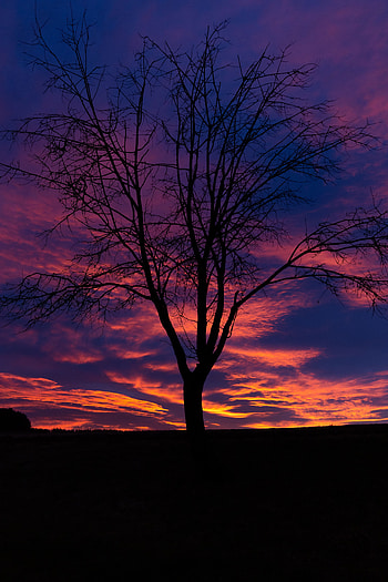 Nature, Sunset, Silhouette, Wood, Tree HD phone wallpaper
