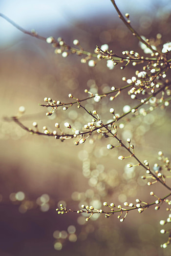 Nature, Plant, Branches, Buds HD phone wallpaper