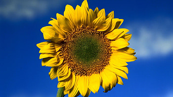 SUNFLOWER, PETALS, LEAVES, COLORS, STEM HD wallpaper