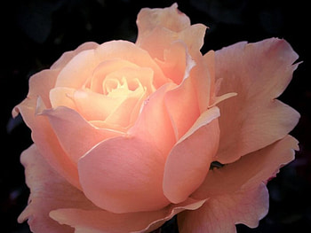 Plants, Flowers, Roses HD wallpaper