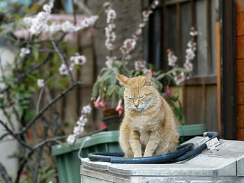 Animals, Cat, Striped, Redhead HD wallpaper