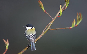 Animals, Light, Bird, Branches, Light Coloured, Tit, Titica HD wallpaper