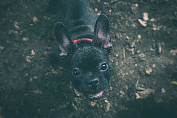 Animals, Dog, Muzzle, Bulldog HD wallpaper