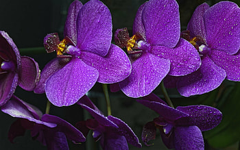 Doritaenopsis, Orchids HD wallpaper