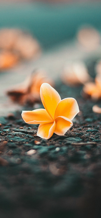 Frangipani , Retina display, Tropical paradise, Vibrant floral beauty HD phone wallpaper