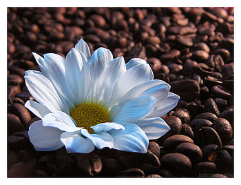 daisy, white, morning, coffee, fresh HD wallpaper