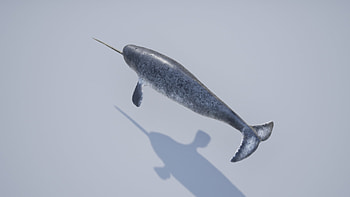 Narwhal characters, Intriguing design, Digital excellence, Character art HD wallpaper