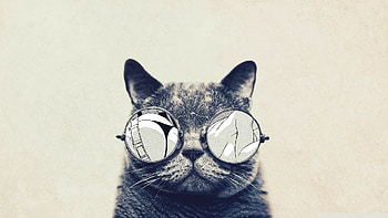 cat , High-quality , Stunning visuals, Perfect for PC and mobile HD wallpaper