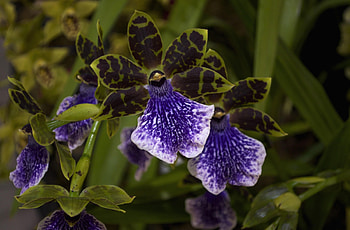 Flowers, Flower, Spotted, Close-Up, Orchid HD wallpaper