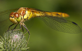 Grass, Plant, Macro, Wings, Dragonfly HD wallpaper