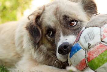 *** Dog sadness ***, animal, dog, animals, sadnes, dogs HD wallpaper
