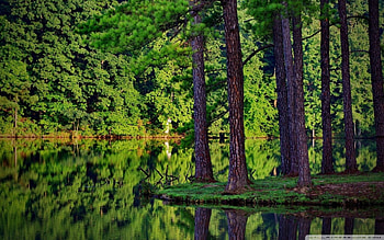 araucaria, trees, nature, water, green HD wallpaper