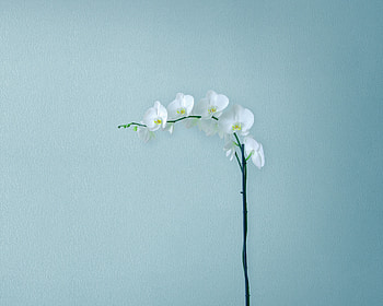 Artificial flowers, minimal, Guawei Mediapad m5, stock HD wallpaper