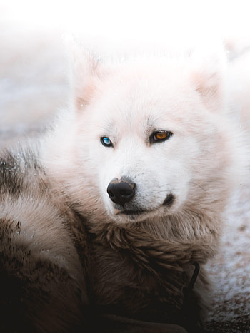 Animals, Fluffy, Dog, Pet, Husky HD phone wallpaper