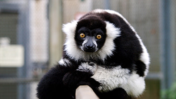 The black-and-white ruffed, Lemurs HD wallpaper
