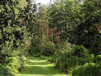 Summer in Wakerly Woods, trees, bushes, grass, path HD wallpaper