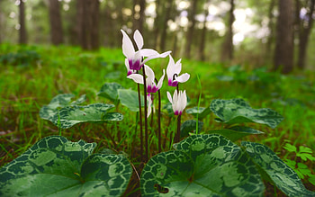Cyclamens, pink, leaves, flowers HD wallpaper