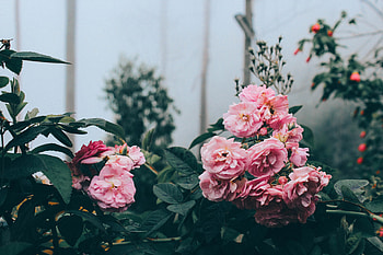 Flowers, Bush, Greenhouse HD wallpaper