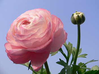 Plants, Flowers HD wallpaper