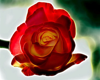 Fractal Red Rose for a Lovely Lady (Cherie), rose, red, beautiful, nature, flowers, fractal HD wallpaper