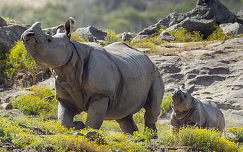 The Indian, Rhino HD wallpaper