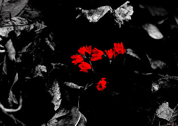 LoneLy, mna, daniel, jony, sarah HD wallpaper