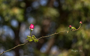 Garden glimpses V., graphy, garden, , spring, rose, abstract, nature, flowers, , macro HD wallpaper