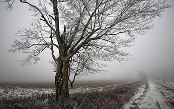 foggy country road in winter, winter, fog, fields, road, tree HD wallpaper