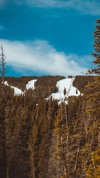 Nature, Trees, Snow, Forest, Slope HD phone wallpaper