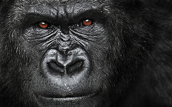 Close-up, Apes HD wallpaper