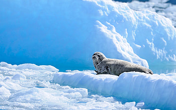 lone seal, animal, seal, snow, ice HD wallpaper