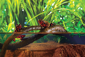 frogs, cool, fun, animals HD wallpaper