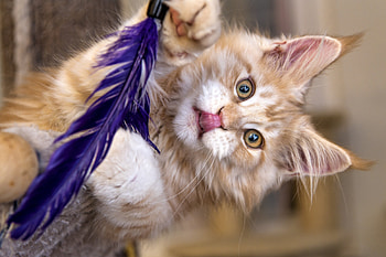 Maine Coon kitten, kitten, animal, fun, cute, cat, maine coon, purple, feather, pisici, paw HD wallpaper