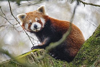 Animals, Sight, Opinion, Animal, Panda, Red Panda HD wallpaper
