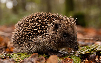 Animals, Grass, Autumn, Leaves, Muzzle, Thorns, Prickles, Hedgehog HD wallpaper