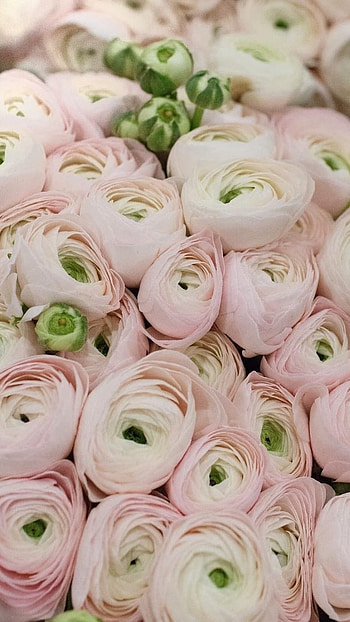 Ranunculus, Beautiful Flower HD phone wallpaper