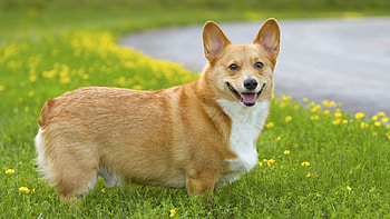 Animal HQ, , Corgi HD wallpaper