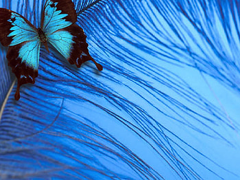 BLUE BUTTERFLY, blue, animal, wings, butterfly, pretty, soft HD wallpaper