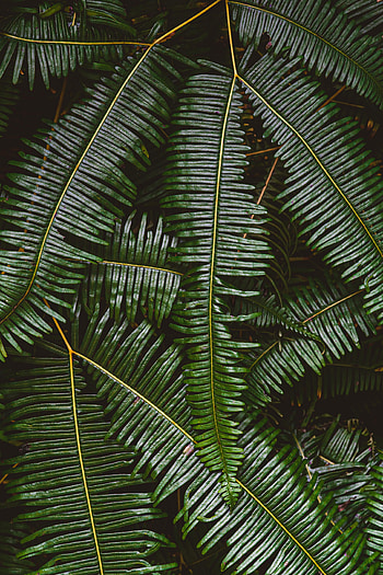 Leaves, Plant, Macro, Fern HD phone wallpaper