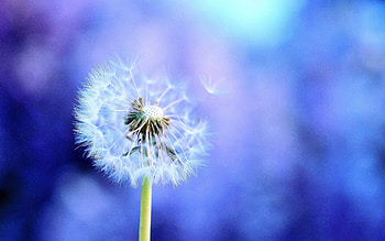 Macro, Shine, Light, Fog, Flight, Dandelion HD wallpaper