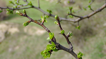 Spring, Nature, Leaves, Branch, Kidney, Kidneys HD wallpaper