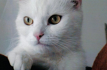 micó, white cat, persian HD wallpaper