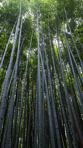 Forest in , Serene beauty, Lush trees, Vibrant bamboo HD phone wallpaper