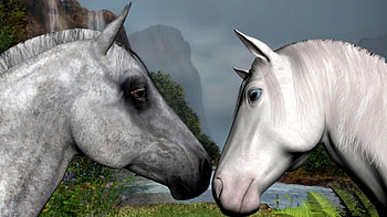First Meeting, mare, white horses, stallion, animals, nature, grey horses, pony HD wallpaper
