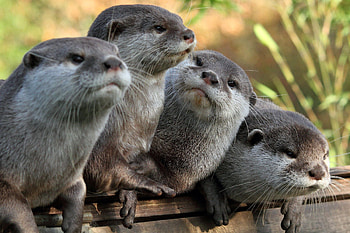 Stunning river otter , Adorable otter facts, Cute and charismatic, Dive into their world HD wallpaper
