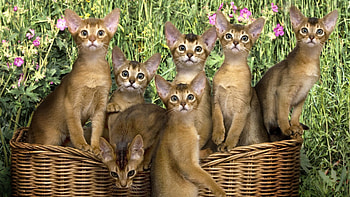 Animals, Flowers, Basket, Kittens, Lots Of, Multitude HD wallpaper