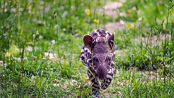 Baby tapir, Adorable, Microsoft , Hub HD wallpaper