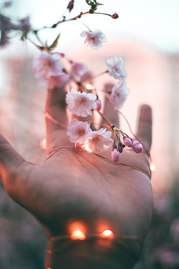 A hand cradles cherry blossoms adorned with glowing fairy lights, creating a whimsical spring scene. HD phone wallpaper