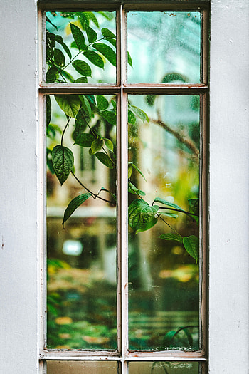 Leaves, Plant, Miscellanea, Miscellaneous, Branch, Window, View HD phone wallpaper